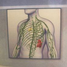 ALL THINGS LYMPH...AND MORE, L.L.C.