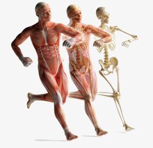Health Tune Up & Chi Revive, Inc