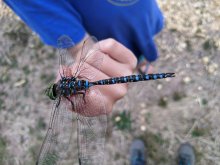 odonata physical therapy